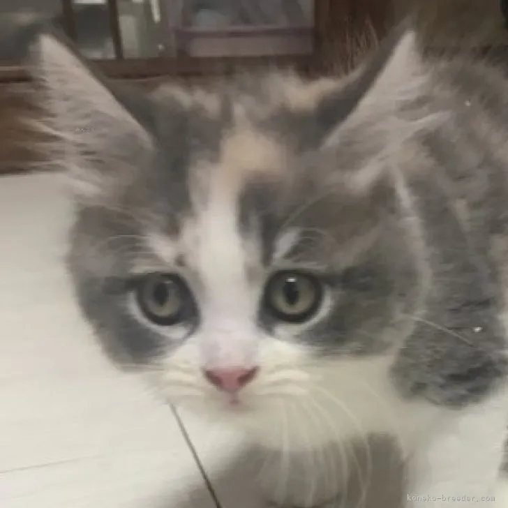 ID:2309-01988の子猫
