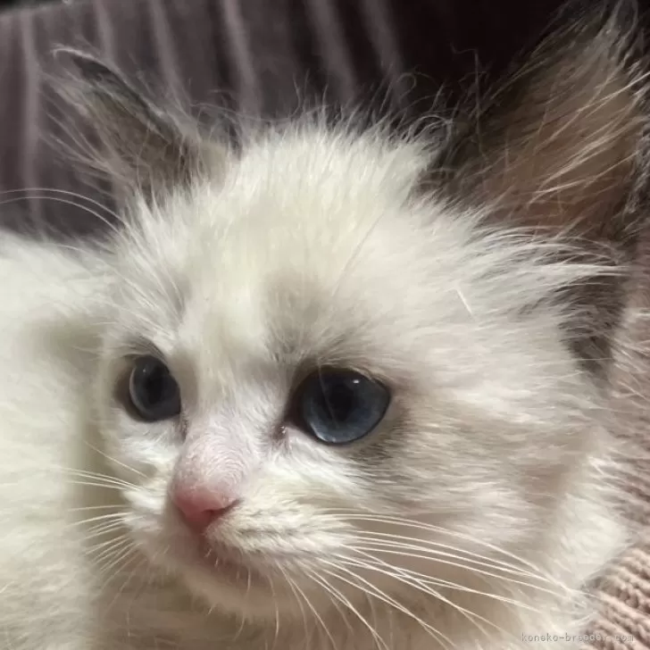 君津キャット 様のお迎えした子猫