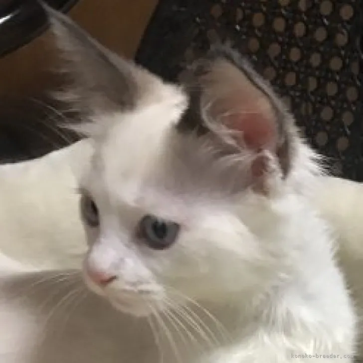 マリモ 様のお迎えした子猫
