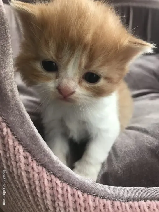 ID：2101-01874の子猫