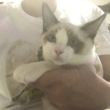 ラグドール【千葉県・男の子・2023年7月17日・シールポイントバイカラー⭐︎（長毛）】の写真「★良血統★甘えん坊くん抱っこ写真　10.13更新」