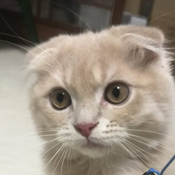 スコティッシュフォールド(折れ耳)【千葉県・男の子・2023年4月19日・クリームカラー♡♡（長毛（スーパーもふもふ））】の写真「★スーパーもふもふ★ 8.3動画7.28更新！！」