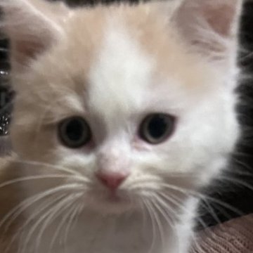 スコティッシュフォールド(立ち耳)【千葉県・男の子・2024年7月20日・クリームホワイト（長毛）】の写真「ハチワレ猫くん(=^x^=)」