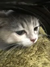 スコティッシュフォールド(立ち耳)【千葉県・女の子・2021年5月16日・ダイリュートキャリコ】の写真3「あどけなさが可愛いですね(*^▽^*)」