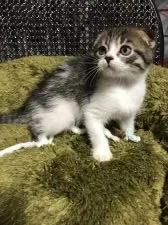 スコティッシュフォールド(折れ耳)【千葉県・女の子・2021年8月1日・ブラックホワイト】の写真3「小柄です♪お顔には縞模様も綺麗に入っています(*^▽^*)」