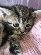 スコティッシュミックス子猫ちゃん【千葉県・女の子・2021年7月23日・ブラウンタビー】の写真3「うるうるお目目⭐︎」