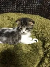 スコティッシュフォールド(折れ耳)【千葉県・女の子・2021年8月1日・ブラックホワイト】の写真4「フカフカない場所がお気に入り♡」