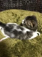 スコティッシュフォールド(折れ耳)【千葉県・女の子・2021年8月1日・ブラックホワイト】の写真5「綺麗に半分白いです⭐︎」