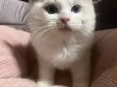 ラグドール【千葉県・男の子・2024年6月16日・ブルーポイントバイカラー🫐】の写真5「胸毛もゴージャス✨実際みるとお写真よりもふもふですよ‼️」