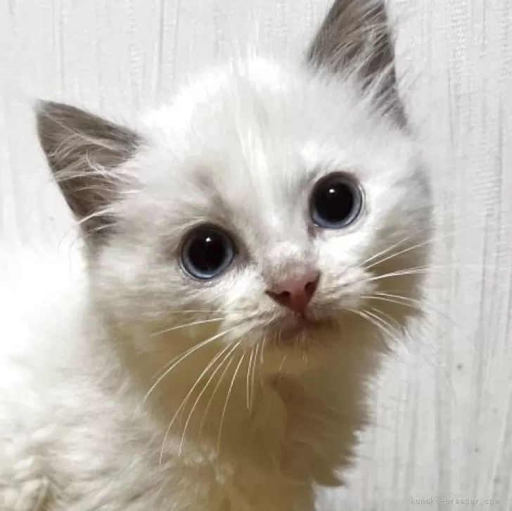 ラグドール【千葉県・男の子・2025年7月4日・シールポイントバイカラー】の写真1「まん丸お顔の美猫さん✨」