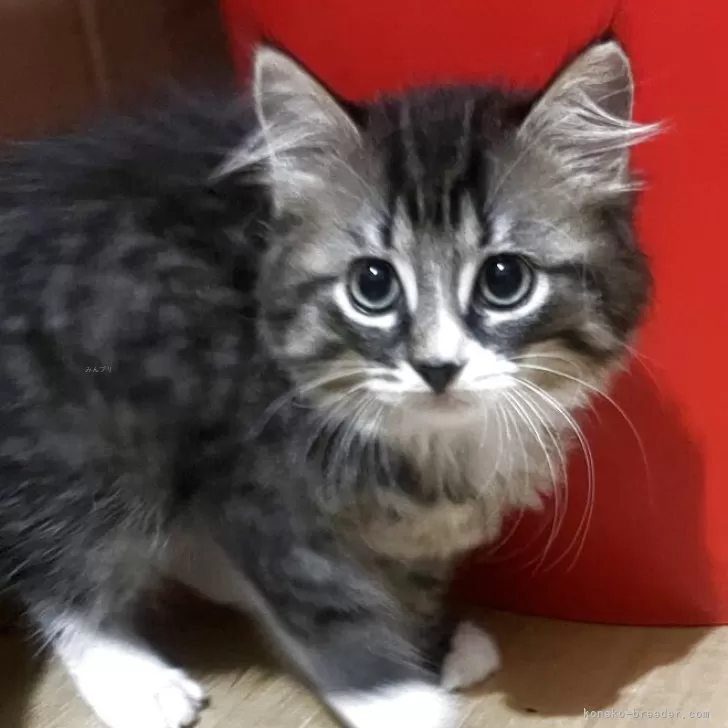 ゴンタ 様のお迎えした子猫