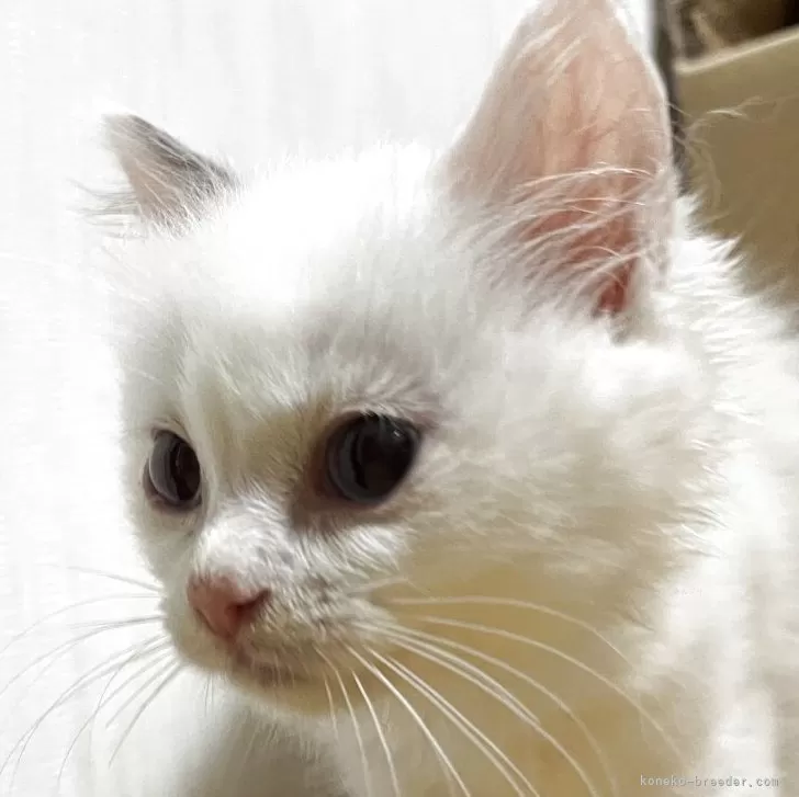 ラグドール【千葉県・女の子・2025年7月4日・シールポイントバイカラー🍫※ブルー寄り】の写真1「お顔の白が多めのレアラグドール🐱お耳のピンク🩷が可愛い🩷🩷」