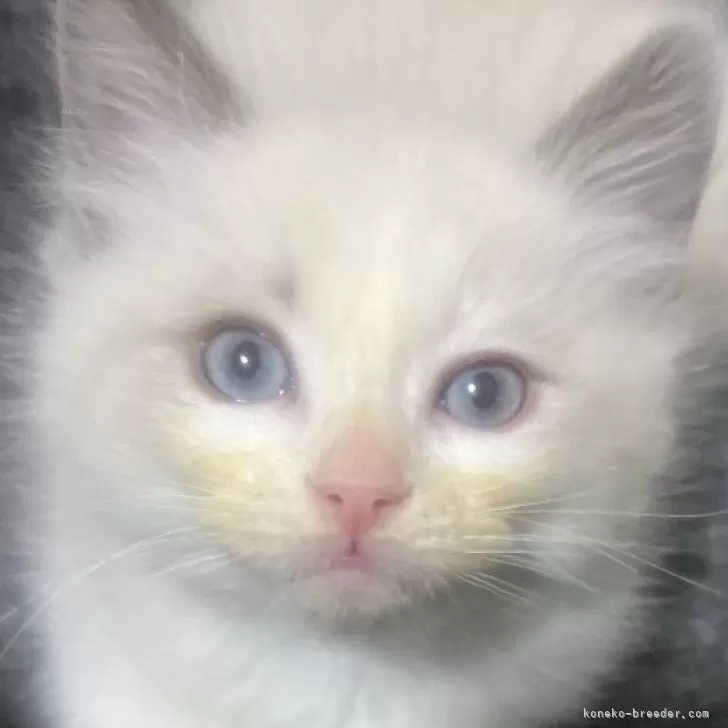 ID:2412-01669の子猫