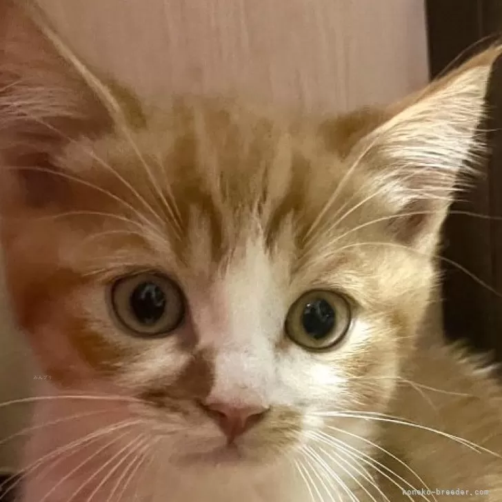 ID:2504-01702の子猫