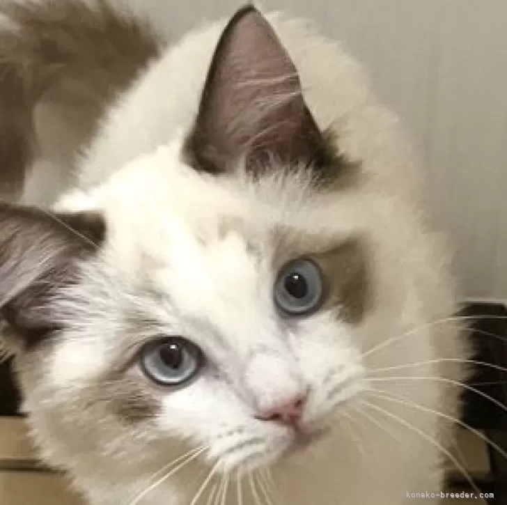 ID:2412-01135の子猫