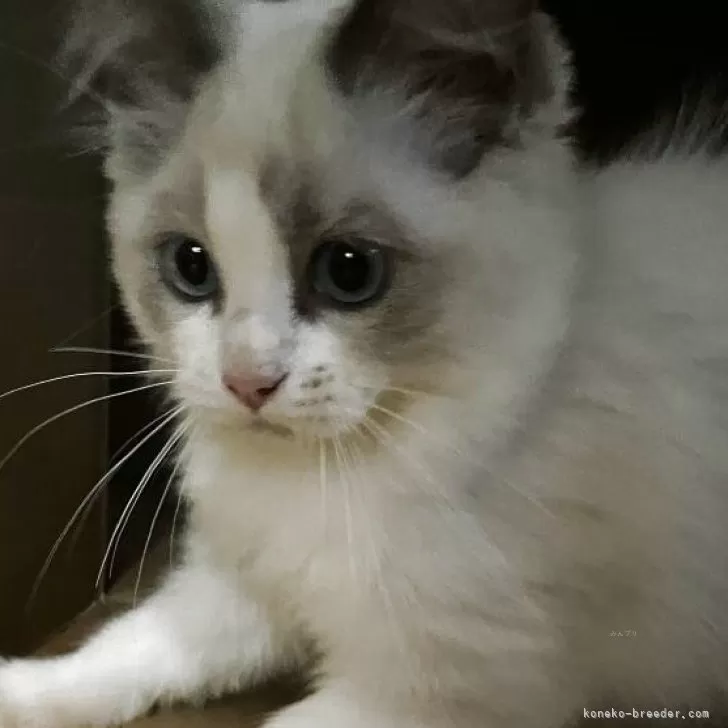 ID：2507-02354の子猫