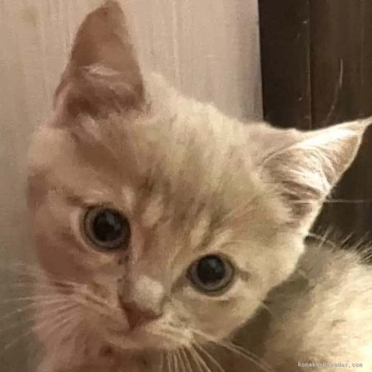 ゆり 様のお迎えした子猫