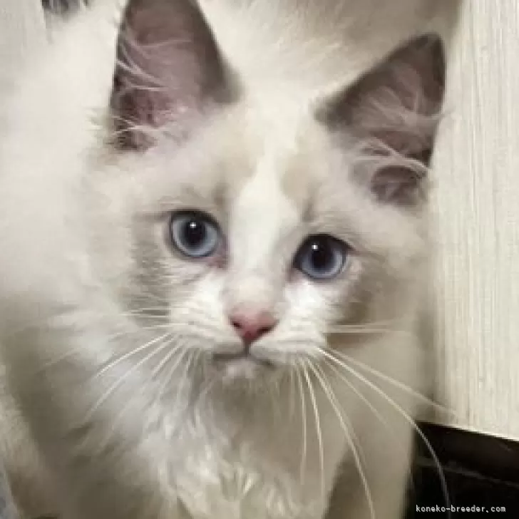 ID：2508-02619の子猫