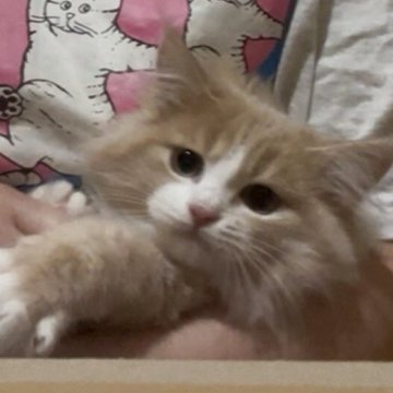 スコティッシュフォールド(立ち耳)【千葉県・男の子・2025年9月7日・クリームホワイト（セミロング）】の写真「超美猫★✨小柄のんびりくん🎥動画12月10日」