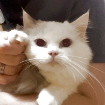 ラグドール【千葉県・女の子・2025年7月4日・シールポイントバイカラー※ブルーカラー寄り（長毛ロング　ふわもこ）】の写真「レア美猫★ぬいぐるみラグちゃん♡動画12月5日！」