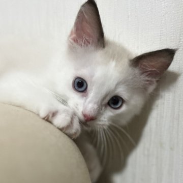 ラグドール【千葉県・男の子・2025年5月1日・シールポイントバイカラー（長毛）】の写真「良血統★美形イケメンくん✨最新動画6月28日」