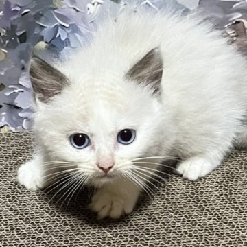 ラグドール【千葉県・男の子・2025年8月30日・シールポイントバイカラー（長毛ロング）】の写真「良血統★」