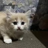 スコティッシュフォールド(立ち耳)