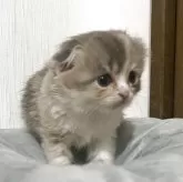スコティッシュフォールド(折れ耳)
