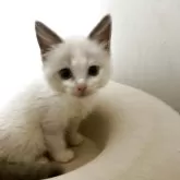 ラグドール【千葉県・女の子・2025年5月5日・ブルーポイントバイカラー】の写真3「現在はお顔まんまるです。」