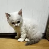 ラグドール【千葉県・女の子・2025年7月4日・シールポイントバイカラー🍫※ブルー寄り】の写真7「まだお顔は子供ですがこれから美形とふわふわな可愛い両方🩷のお顔になると思います！」