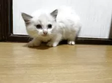 ラグドール【千葉県・男の子・2025年7月4日・シールポイントバイカラー】の写真7「澄んだ透明度が高い青い瞳💎」