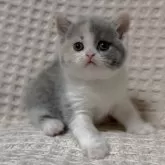 ブリティッシュショートヘア