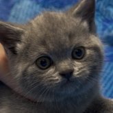 ブリティッシュショートヘア