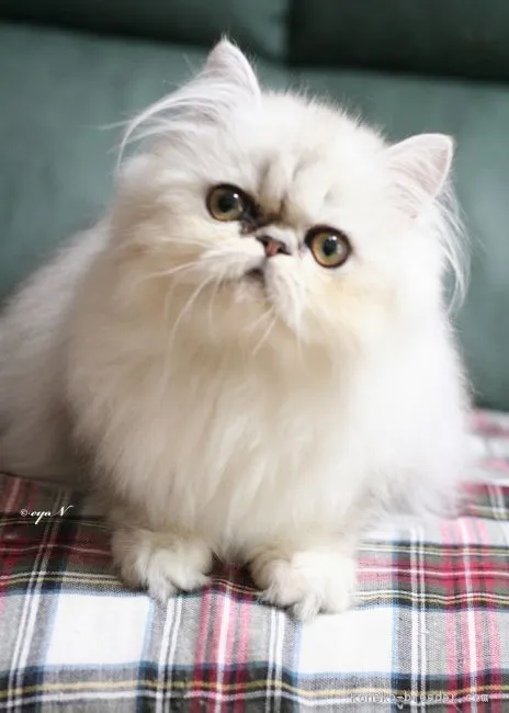 ID：1805-00843の子猫