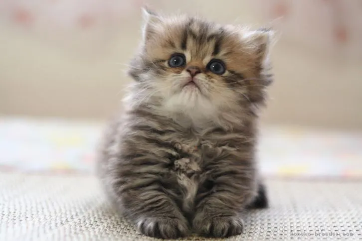ID：1607-00037の子猫