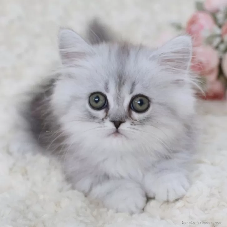 Y.N 様のお迎えした子猫