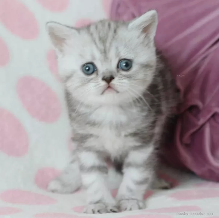 ID:2404-00038の子猫