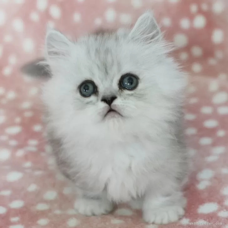H.A 様のお迎えした子猫