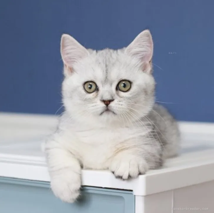 ID：2308-02763の子猫