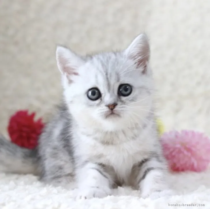 ID：2308-02761の子猫