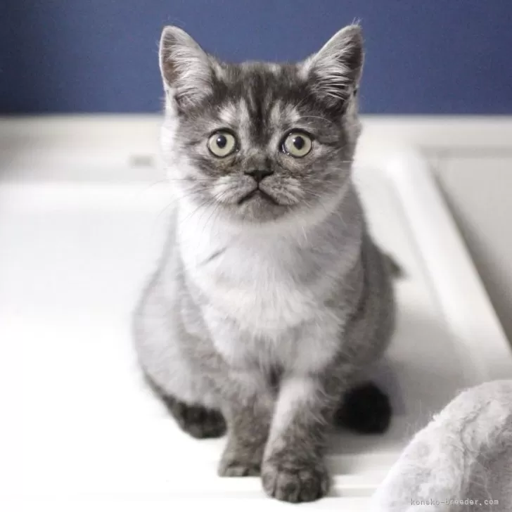 ID:2404-00040の子猫
