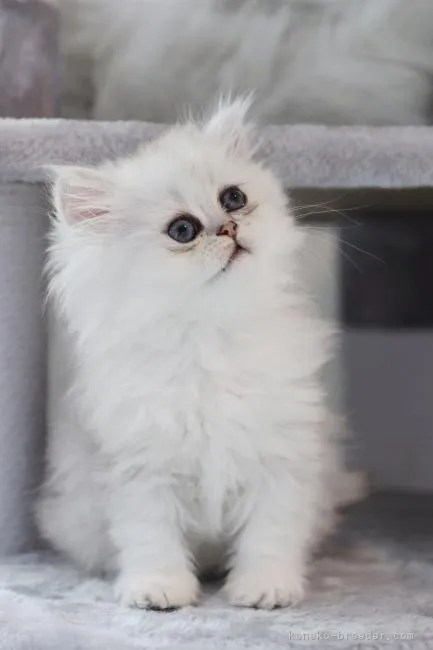 ID:2105-02576の子猫