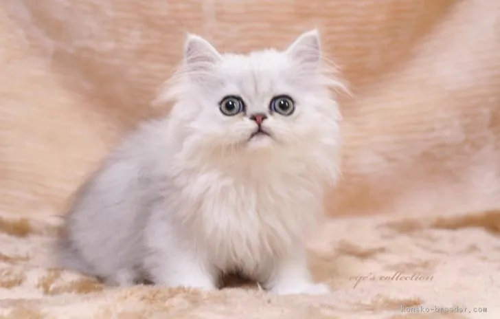 ID：1805-00681の子猫
