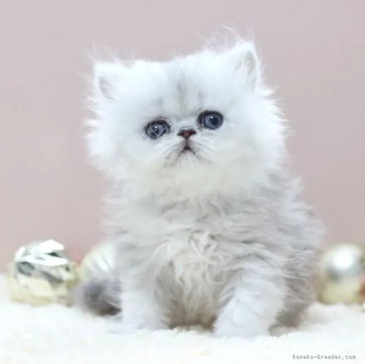 ミミ 様のお迎えした子猫