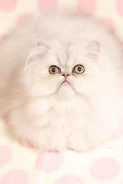 ペルシャ(チンチラ)【愛知県・女の子・2018年10月19日・シェーデッドシルバー】の写真「甘えん坊さん♪」