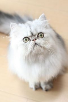 ペルシャ(チンチラ)【愛知県・男の子・2017年12月9日・シェーデッドシルバー】の写真「甘え下手な甘えん坊くん」