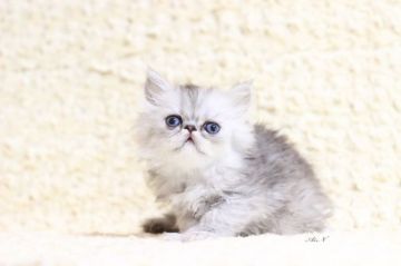 ペルシャ(チンチラ)【愛知県・男の子・2019年5月6日・シェーデッドシルバー】の写真「お目目の大きな男の子♡」