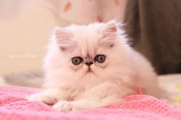 ペルシャ(チンチラ)【愛知県・男の子・2016年8月15日・シェーデッドシルバー】の写真「父グランドチャンピオン」