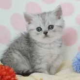 ミヌエット(長足)【愛知県・女の子・2024年3月13日・シルバーマッカレルタビー】の写真1