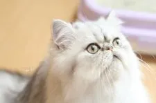 ペルシャ(チンチラ)【愛知県・男の子・2017年12月9日・シェーデッドシルバー】の写真4